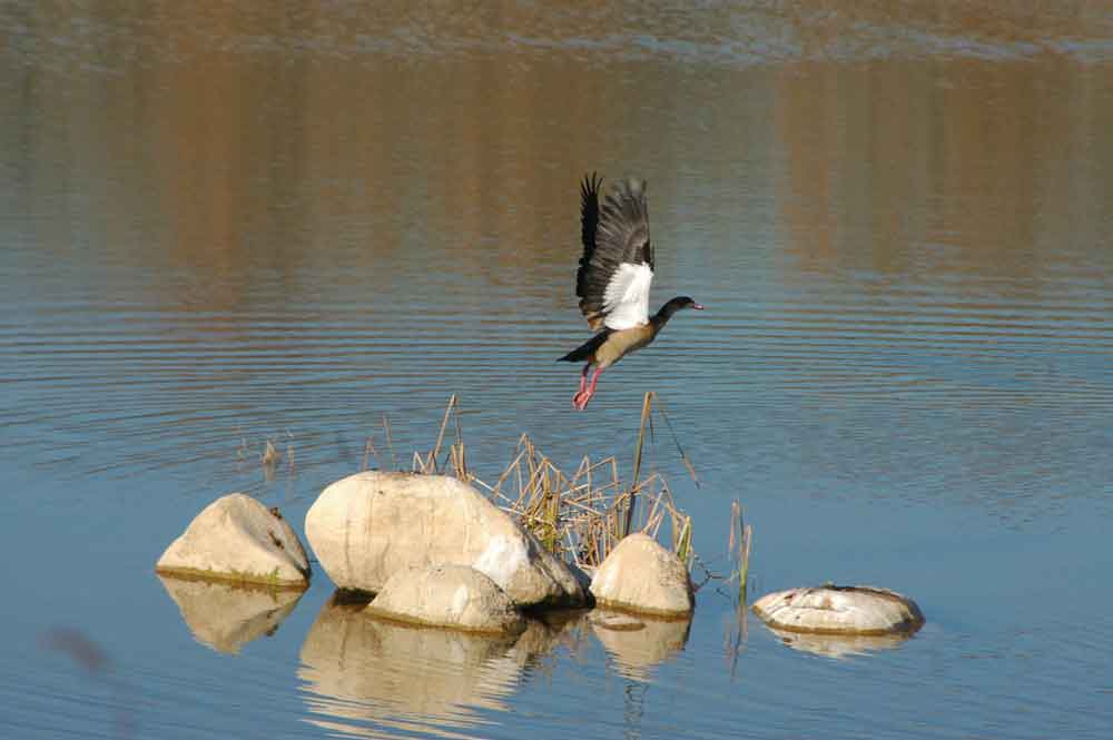 Oca Egipcia - Sant Celoni - Barcelona - Catalunya.jpg